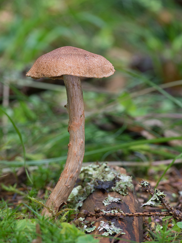 Cortinarius luteoornatus